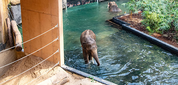 System nagłośnienia Orientarium ZOO Łódź nową realizacją Tommex